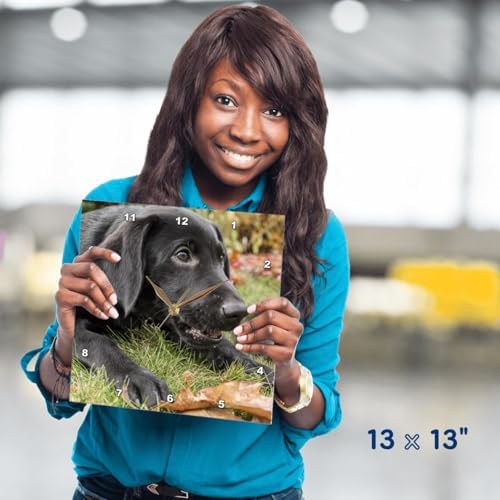 3dRose Wall Clock Silent - 13 inch - Portrait of a Three Month Old Black Labrador Retriever Puppy - Animals