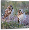 3dRose Wall Clock Silent - 13 inch - USA, WY. Two Young Burrowing Owls Stand at The Edge of Their Burrow - Animals