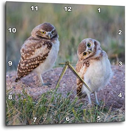 3dRose Wall Clock Silent - 13 inch - USA, WY. Two Young Burrowing Owls Stand at The Edge of Their Burrow - Animals