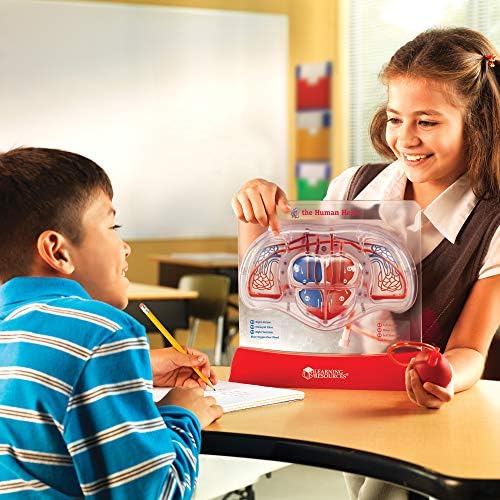Learning Resources Pumping Heart Model