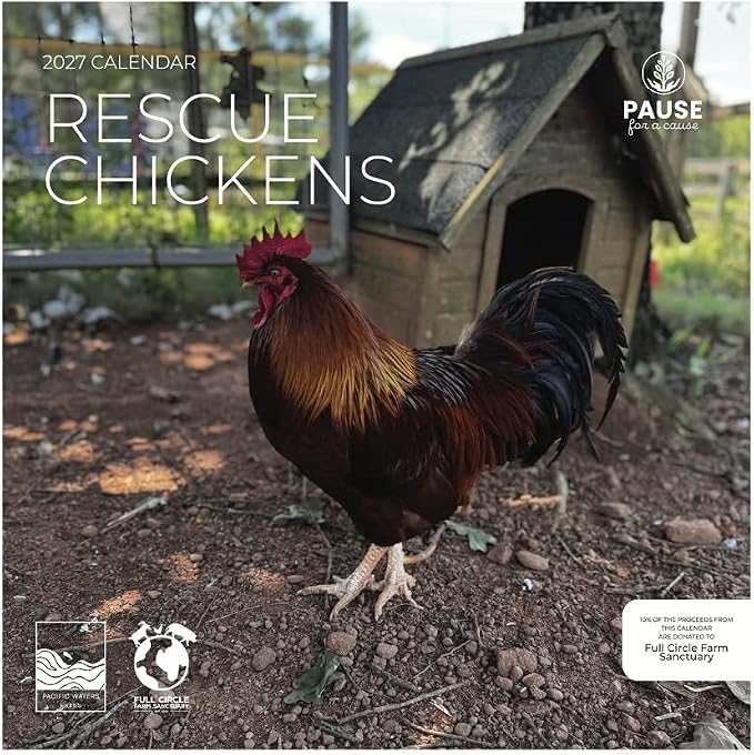 Rescue Chickens 2027 Wall Calendar, 12 x 24 Hanging Pacific Waters Press