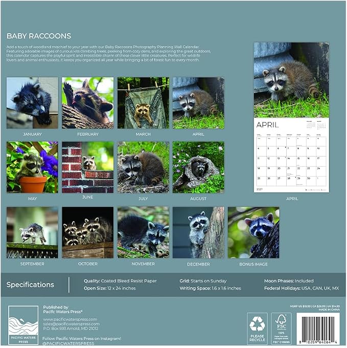 Baby Raccoons 2027 Wall Calendar, 12 x 24 Hanging Pacific Waters Press