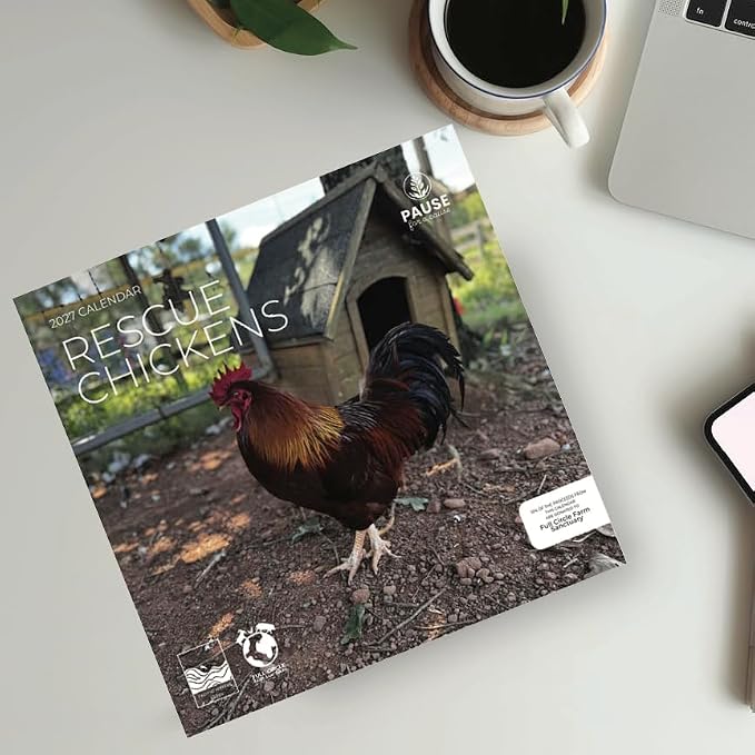 Rescue Chickens 2027 Wall Calendar, 12 x 24 Hanging Pacific Waters Press