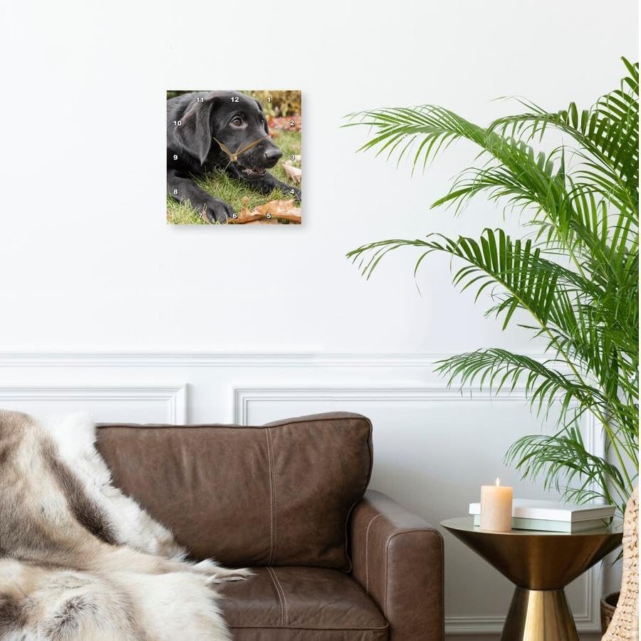 3dRose Wall Clock Silent - 13 inch - Portrait of a Three Month Old Black Labrador Retriever Puppy - Animals