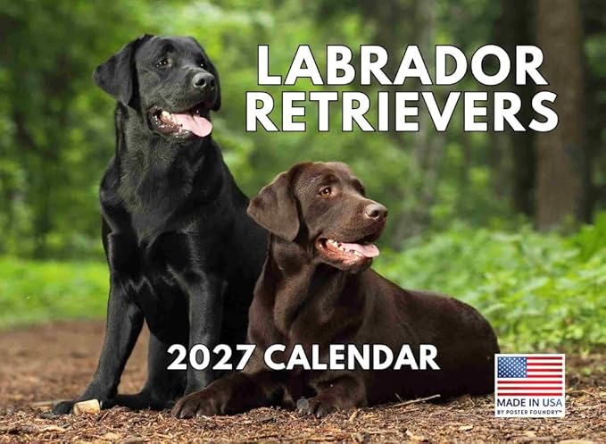Labrador Retriever Calendar 2027 Lab Monthly Wall Calender 12 Month