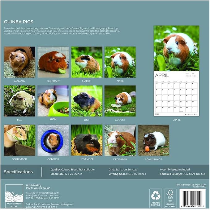 Guinea Pigs 2027 Wall Calendar, 12 x 24 Hanging Pacific Waters Press