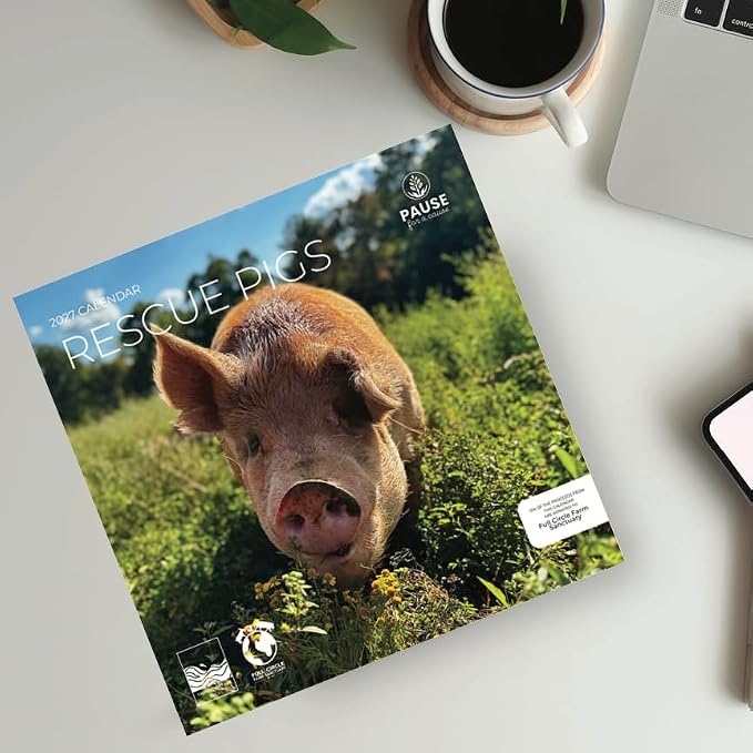 Rescue Pigs 2027 Wall Calendar, 12 x 24 Hanging Pacific Waters Press