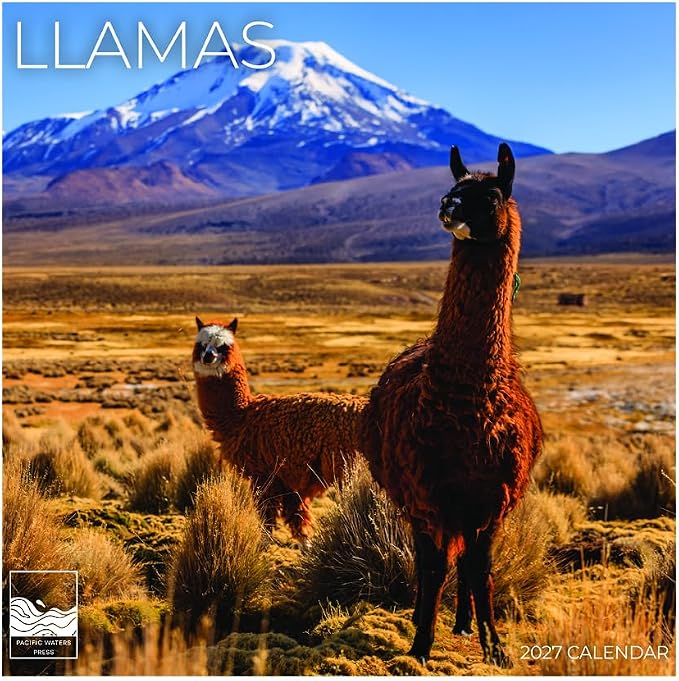 Llamas 2027 Wall Calendar, 12 x 24 Hanging Pacific Waters Press