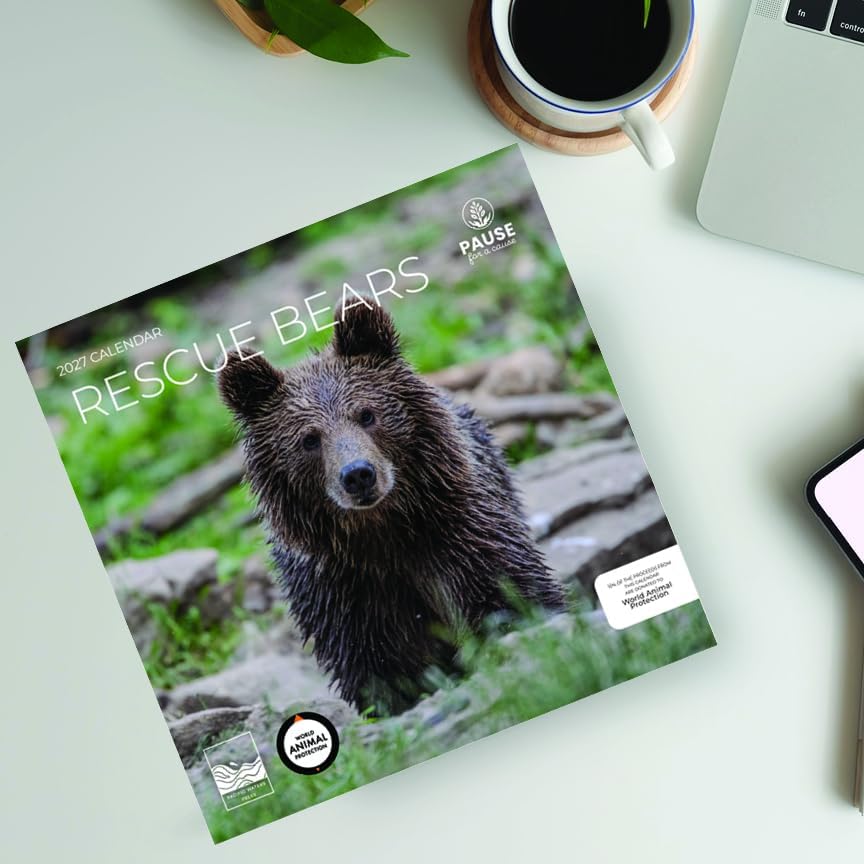 2027 Rescue Bear Wall Calendar, 12 x 24 Hanging Pacific Waters Press
