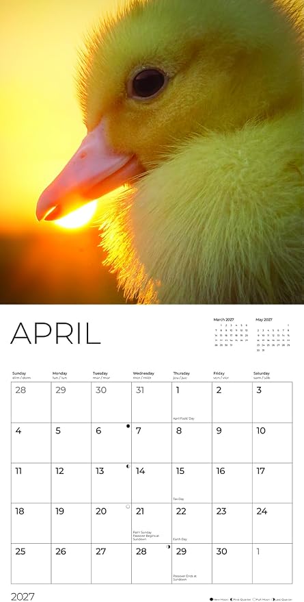 Baby Ducks 2027 Wall Calendar, 12 x 24 Hanging Pacific Waters Press