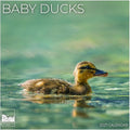 Baby Ducks 2027 Wall Calendar, 12 x 24 Hanging Pacific Waters Press