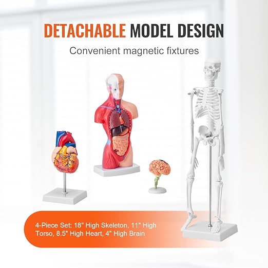VEVOR Human Anatomy Model Bundle Set - Human Skeleton, Brain, Human Torso Body, Heart - Set of 4, Detachable Hands-on 3D Model Physiology Teaching Tools for Study and Display, with Manual