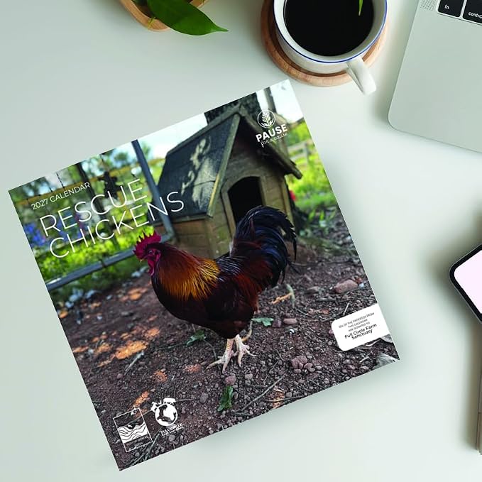 Rescue Chickens 2027 Wall Calendar, 12 x 24 Hanging Pacific Waters Press