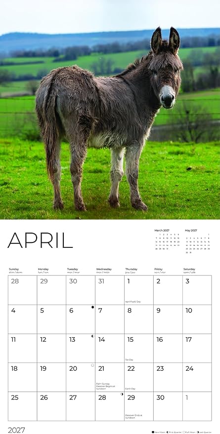 Donkeys 2027 Wall Calendar, 12 x 24 Hanging Pacific Waters Press
