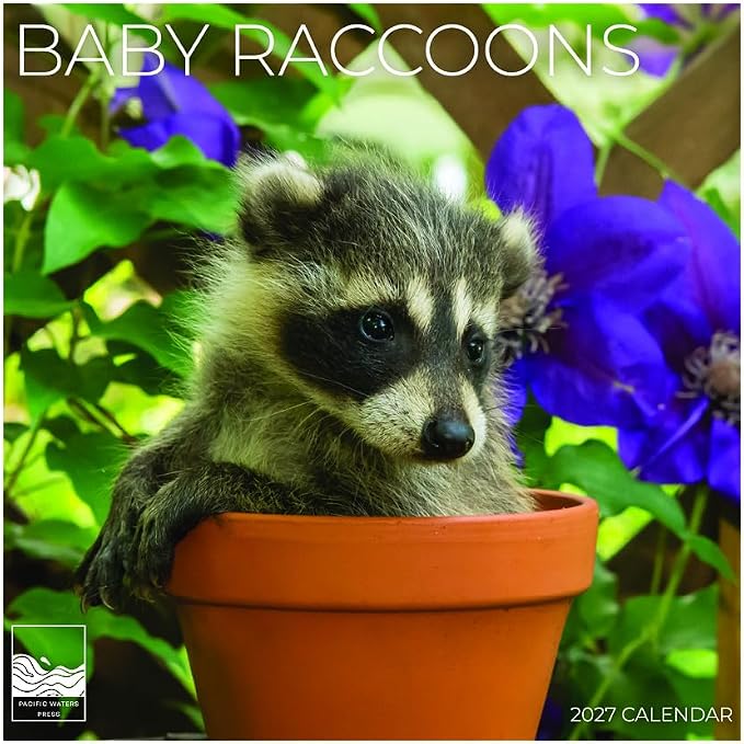 Baby Raccoons 2027 Wall Calendar, 12 x 24 Hanging Pacific Waters Press