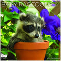 Baby Raccoons 2027 Wall Calendar, 12 x 24 Hanging Pacific Waters Press