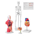 VEVOR Human Anatomy Model Bundle Set - Human Skeleton, Brain, Human Torso Body, Heart - Set of 4, Detachable Hands-on 3D Model Physiology Teaching Tools for Study and Display, with Manual