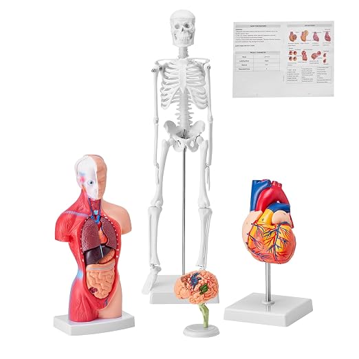 VEVOR Human Anatomy Model Bundle Set - Human Skeleton, Brain, Human Torso Body, Heart - Set of 4, Detachable Hands-on 3D Model Physiology Teaching Tools for Study and Display, with Manual