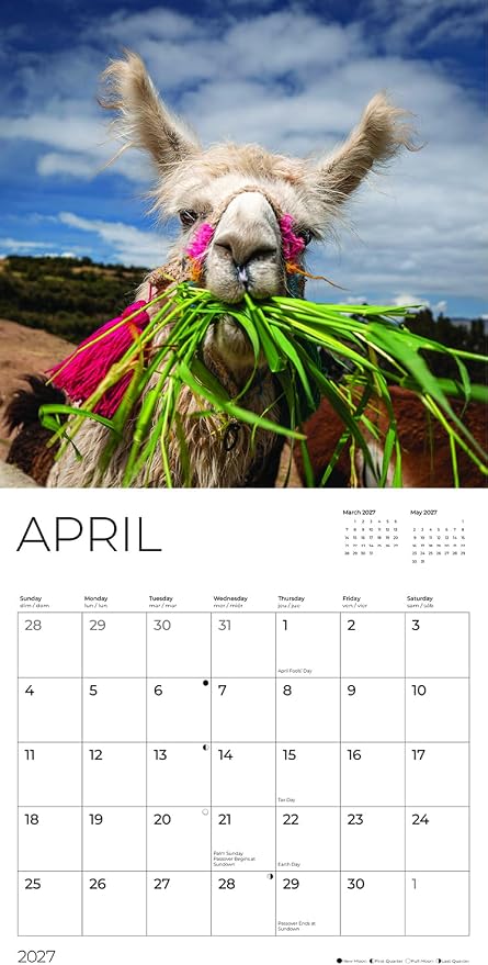 Llamas 2027 Wall Calendar, 12 x 24 Hanging Pacific Waters Press