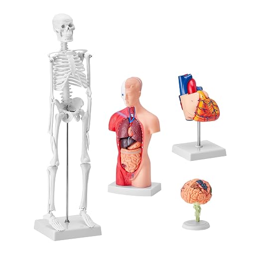VEVOR Human Anatomy Model Bundle Set - Human Skeleton, Brain, Human Torso Body, Heart - Set of 4, Detachable Hands-on 3D Model Physiology Teaching Tools for Study and Display, with Manual