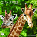 Giraffes 2027 Wall Calendar, 12 x 24 Hanging Pacific Waters Press