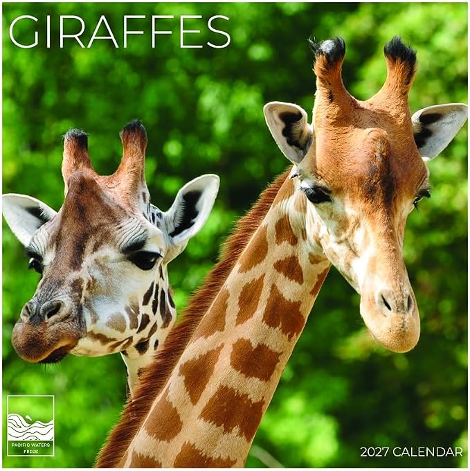 Giraffes 2027 Wall Calendar, 12 x 24 Hanging Pacific Waters Press