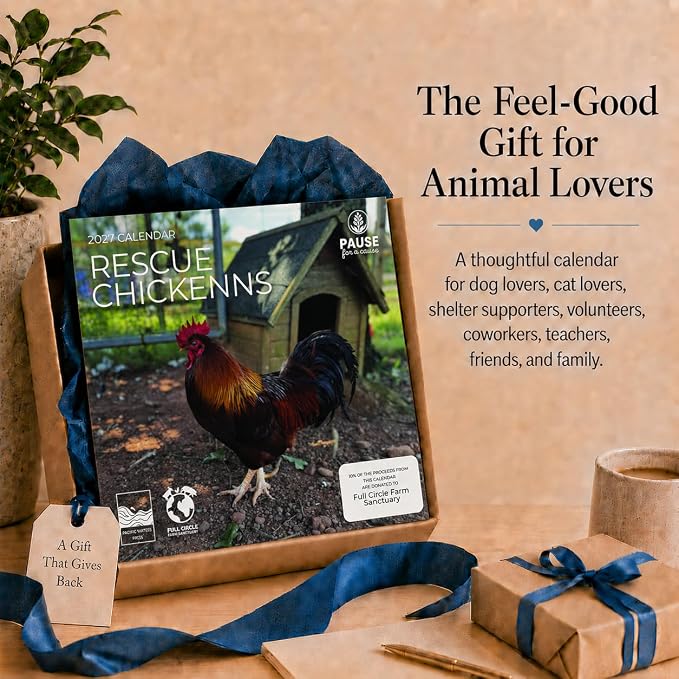 Rescue Chickens 2027 Wall Calendar, 12 x 24 Hanging Pacific Waters Press