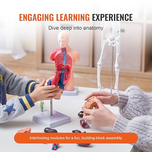 VEVOR Human Anatomy Model Bundle Set - Human Skeleton, Brain, Human Torso Body, Heart - Set of 4, Detachable Hands-on 3D Model Physiology Teaching Tools for Study and Display, with Manual