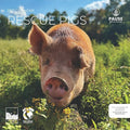 Rescue Pigs 2027 Wall Calendar, 12 x 24 Hanging Pacific Waters Press