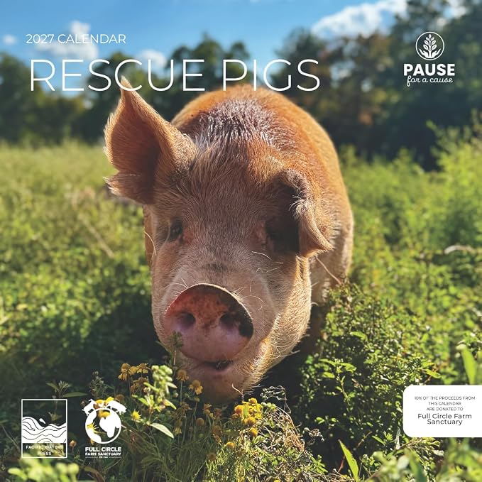 Rescue Pigs 2027 Wall Calendar, 12 x 24 Hanging Pacific Waters Press