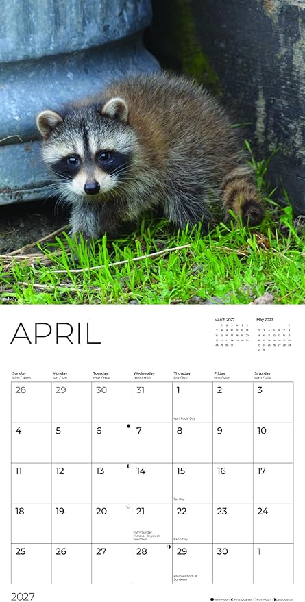 Baby Raccoons 2027 Wall Calendar, 12 x 24 Hanging Pacific Waters Press