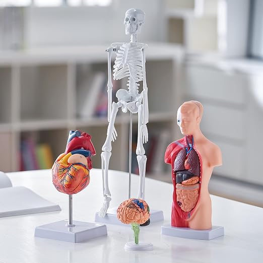 VEVOR Human Anatomy Model Bundle Set - Human Skeleton, Brain, Human Torso Body, Heart - Set of 4, Detachable Hands-on 3D Model Physiology Teaching Tools for Study and Display, with Manual