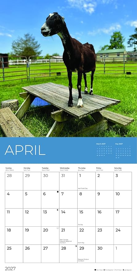 Rescue Goats 2027 Wall Calendar, 12 x 24 Hanging Pacific Waters Press