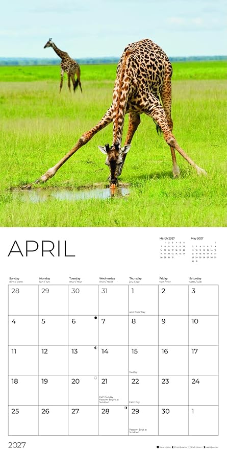 Giraffes 2027 Wall Calendar, 12 x 24 Hanging Pacific Waters Press