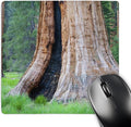3D Rose "Ca Sequoia Np Big Trees Trail Giant SequoiasUs05 Jwi0143Jamie and Judy Wild" Matte Finish Mouse Pad - 8 x 8" - mp_88500_1