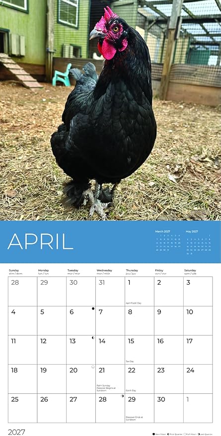 Rescue Chickens 2027 Wall Calendar, 12 x 24 Hanging Pacific Waters Press