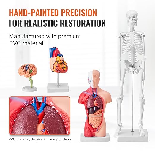 VEVOR Human Anatomy Model Bundle Set - Human Skeleton, Brain, Human Torso Body, Heart - Set of 4, Detachable Hands-on 3D Model Physiology Teaching Tools for Study and Display, with Manual