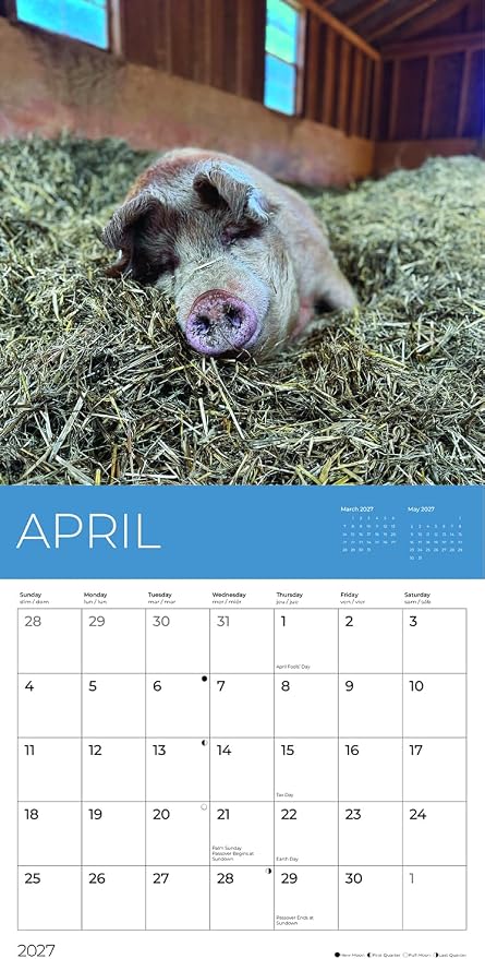Rescue Pigs 2027 Wall Calendar, 12 x 24 Hanging Pacific Waters Press