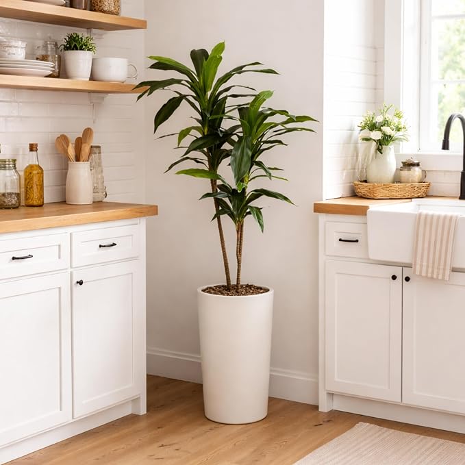 Nearly Natural 48 in Artificial Dracaena Real Touch Plant with Pot | Multi-Tonal Trunks, Large Indoor Silk Plant, Maintenance-Free, Living Room and Home Office Decor
