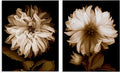 Sepia Chrysanthemum Floral Still Life, 16 x 20 Inch Canvas Wall Art Set | Stupell Industries · By Caroline Kelly · Ready to hang · Timeless botanical decor · Made in USA
