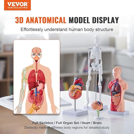 VEVOR Human Anatomy Model Bundle Set - Human Skeleton, Brain, Human Torso Body, Heart - Set of 4, Detachable Hands-on 3D Model Physiology Teaching Tools for Study and Display, with Manual