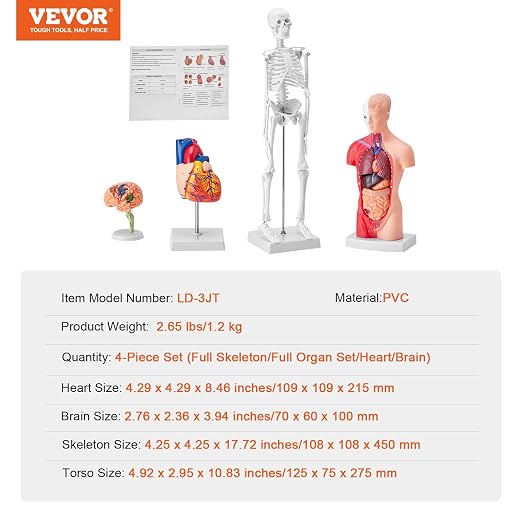 VEVOR Human Anatomy Model Bundle Set - Human Skeleton, Brain, Human Torso Body, Heart - Set of 4, Detachable Hands-on 3D Model Physiology Teaching Tools for Study and Display, with Manual