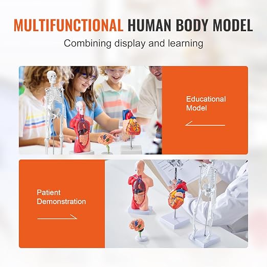 VEVOR Human Anatomy Model Bundle Set - Human Skeleton, Brain, Human Torso Body, Heart - Set of 4, Detachable Hands-on 3D Model Physiology Teaching Tools for Study and Display, with Manual