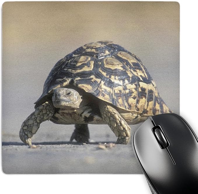 3dRose Danita Delimont - Turtles - Botswana, Chobe NP, Leopard Tortoise, Savuti Marsh-AF05 PSO0186 - Paul Souders - Mousepad (mp_75882_1)