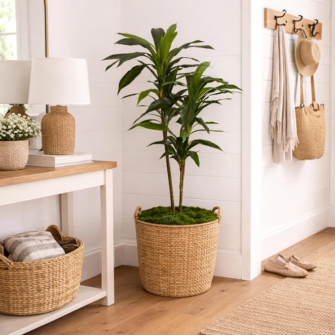 Nearly Natural 48 in Artificial Dracaena Real Touch Plant with Pot | Multi-Tonal Trunks, Large Indoor Silk Plant, Maintenance-Free, Living Room and Home Office Decor