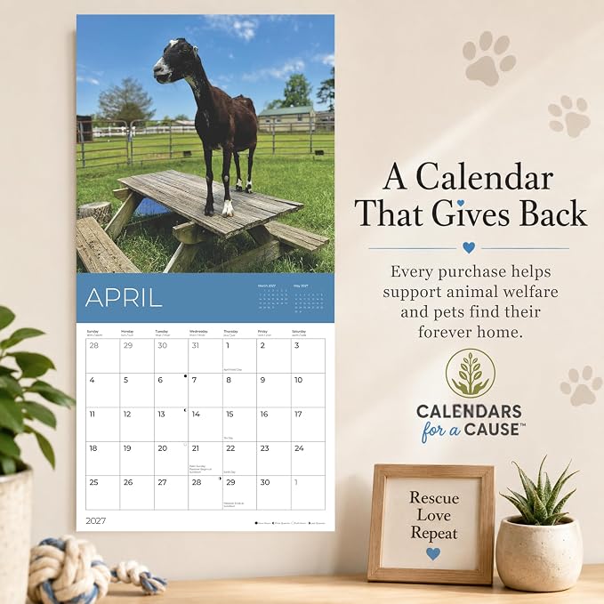 Rescue Goats 2027 Wall Calendar, 12 x 24 Hanging Pacific Waters Press