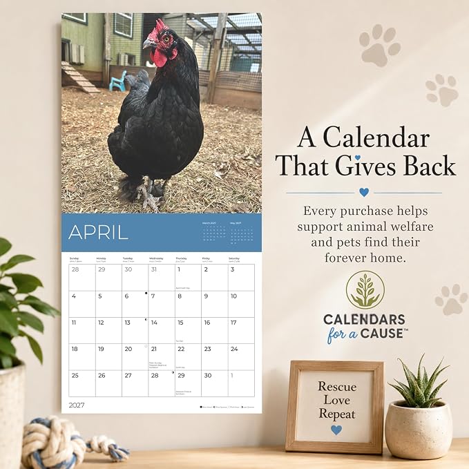 Rescue Chickens 2027 Wall Calendar, 12 x 24 Hanging Pacific Waters Press