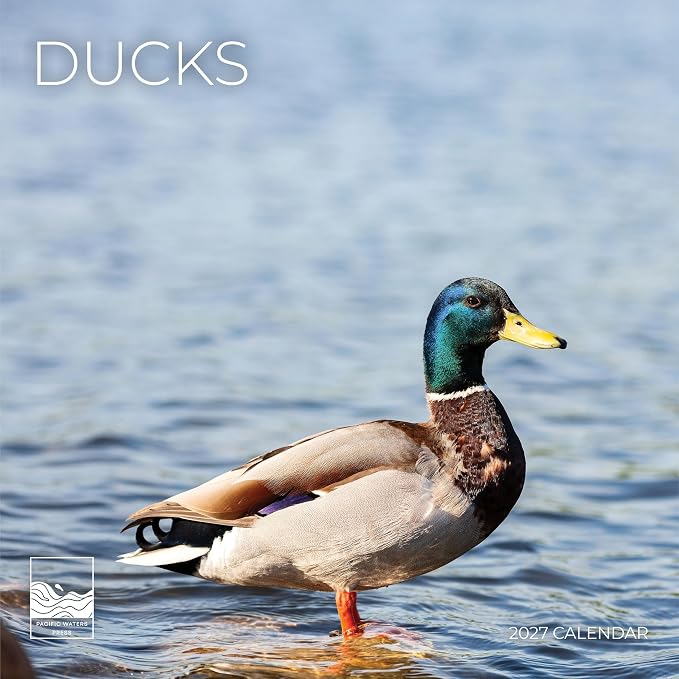 Ducks 2027 Wall Calendar, 12 x 24 Hanging Pacific Waters Press
