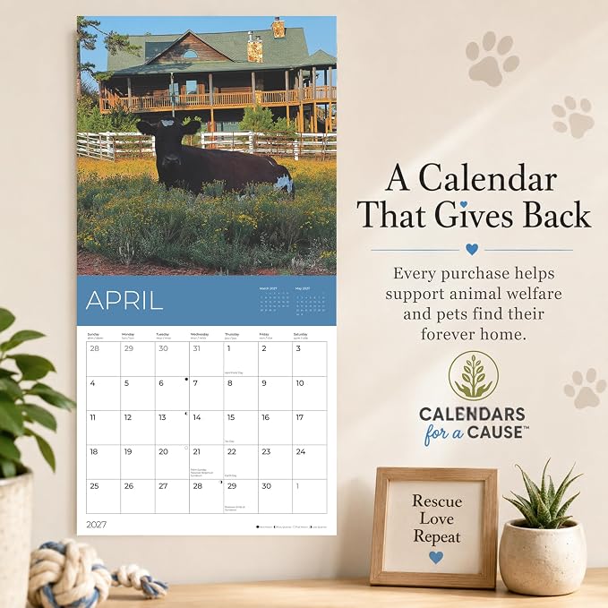 Rescue Cows 2027 Wall Calendar, 12 x 24 Hanging Pacific Waters Press