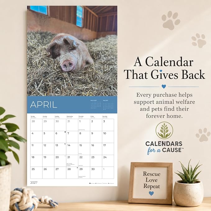 Rescue Pigs 2027 Wall Calendar, 12 x 24 Hanging Pacific Waters Press